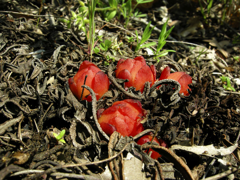 Ipocisto comune - Cytinus hypocistis nel Chianti